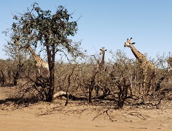 Kruger National Park - South Africa